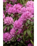Рододендрон Розеум Элеганс | Rhododendron Roseum Elegans | Рододендрон Розеум Елеганс